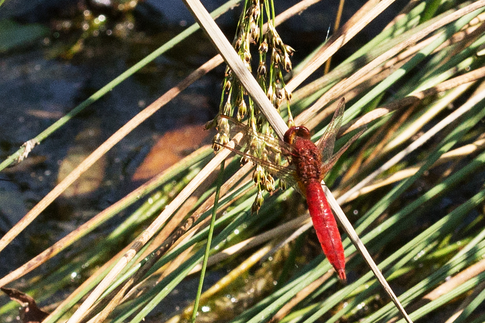 Feuerlibelle (Crocothemis erythraea)