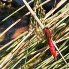 Feuerlibelle (Crocothemis erythraea)