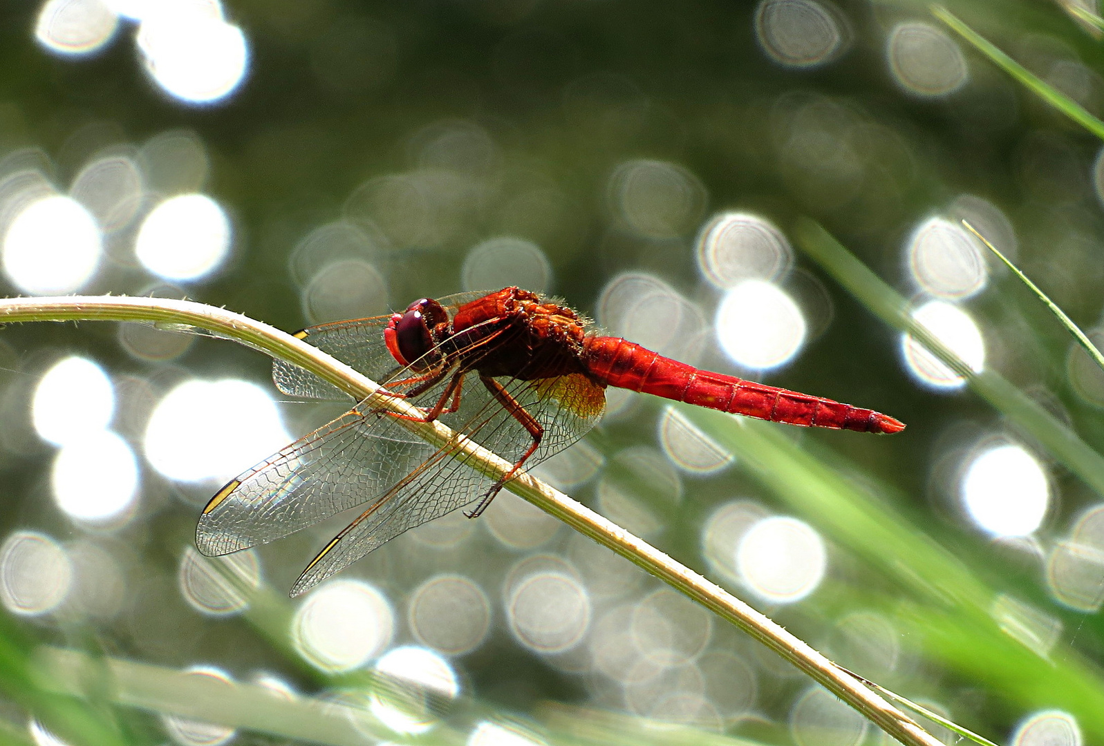 --- Feuerlibelle (Crocothemis erythraea) ---