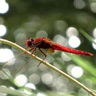 --- Feuerlibelle (Crocothemis erythraea) ---