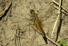 --- Feuerlibelle (Crocothemis erythraea) ---