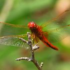 --- Feuerlibelle (Crocothemis erythraea) ---