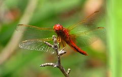 --- Feuerlibelle (Crocothemis erythraea) ---