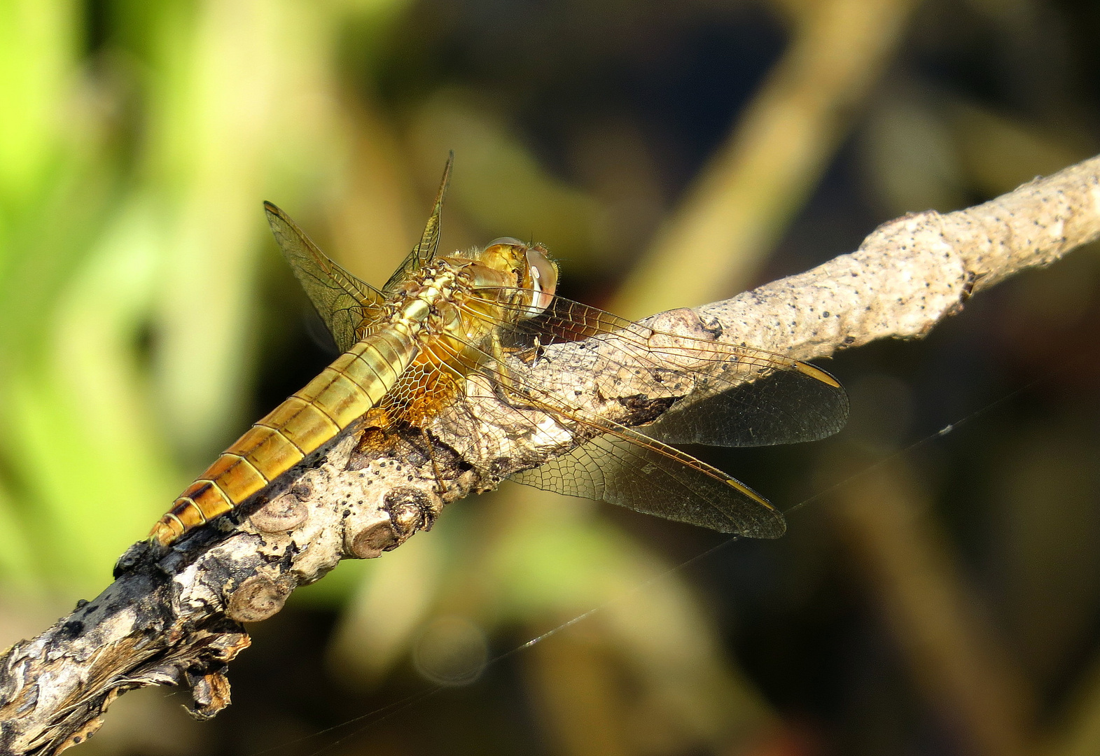 ... Feuerlibelle (Crocothemis erythraea) ...