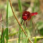 --- Feuerlibelle (Crocothemis erythraea) ---