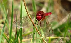 --- Feuerlibelle (Crocothemis erythraea) ---