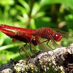 --- Feuerlibelle (Crocothemis erythraea) ---