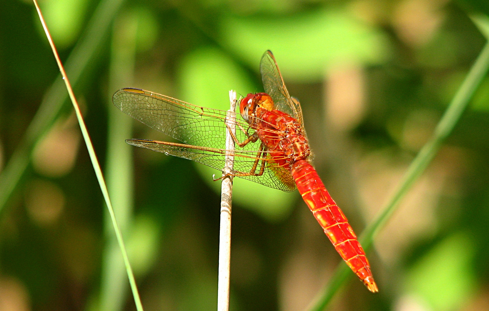 --- Feuerlibelle (Crocothemis erythraea) ---