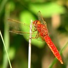 --- Feuerlibelle (Crocothemis erythraea) ---