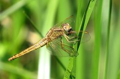 --- Feuerlibelle (Crocothemis erythraea) ---