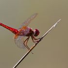 Feuerlibelle – Crocothemis erythraea.