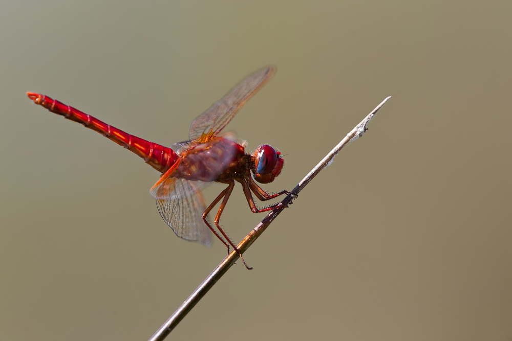 Feuerlibelle – Crocothemis erythraea.