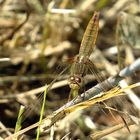 --- Feuerlibelle (Crocothemis erythraea) ---