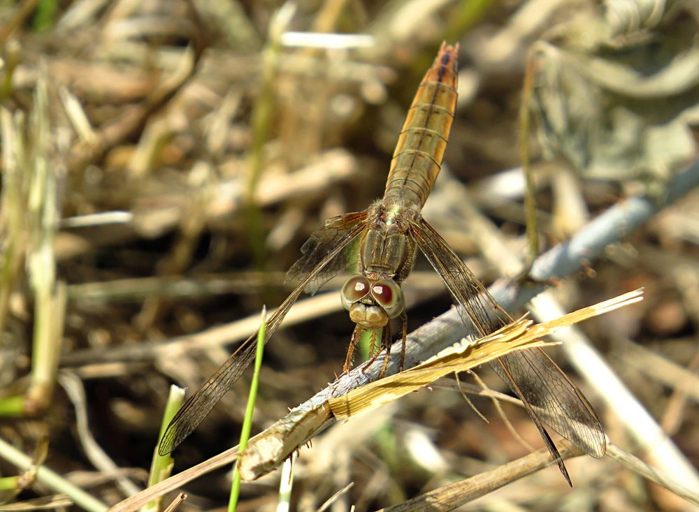 --- Feuerlibelle (Crocothemis erythraea) ---