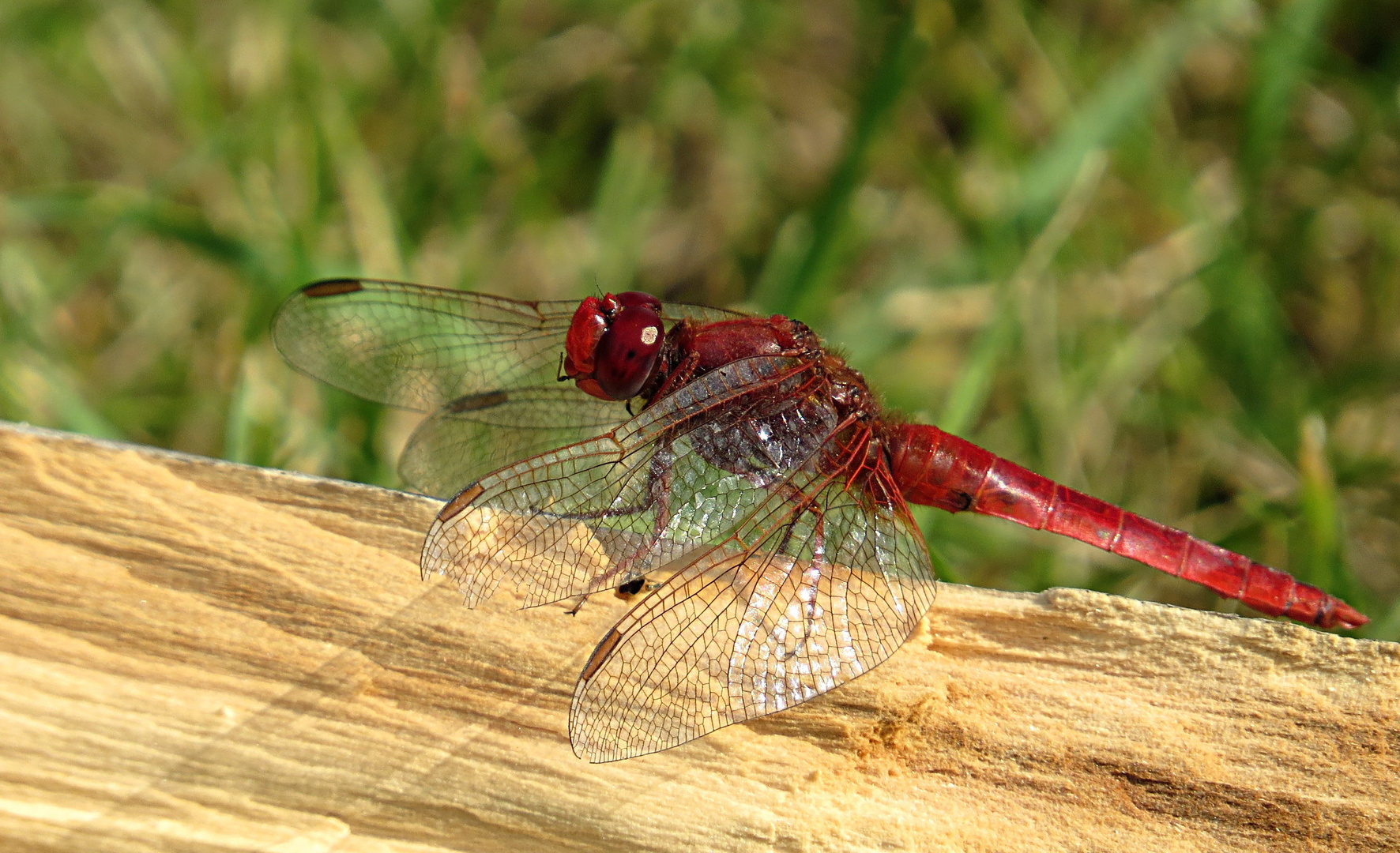 --- Feuerlibelle (Crocothemis erythraea) --- 