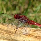 --- Feuerlibelle (Crocothemis erythraea) --- 