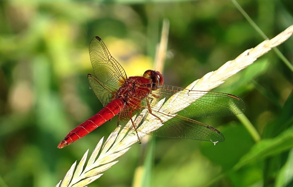 --- Feuerlibelle (Crocothemis erythraea) ---