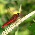 --- Feuerlibelle (Crocothemis erythraea) ---