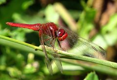 --- Feuerlibelle (Crocothemis erythraea) ---