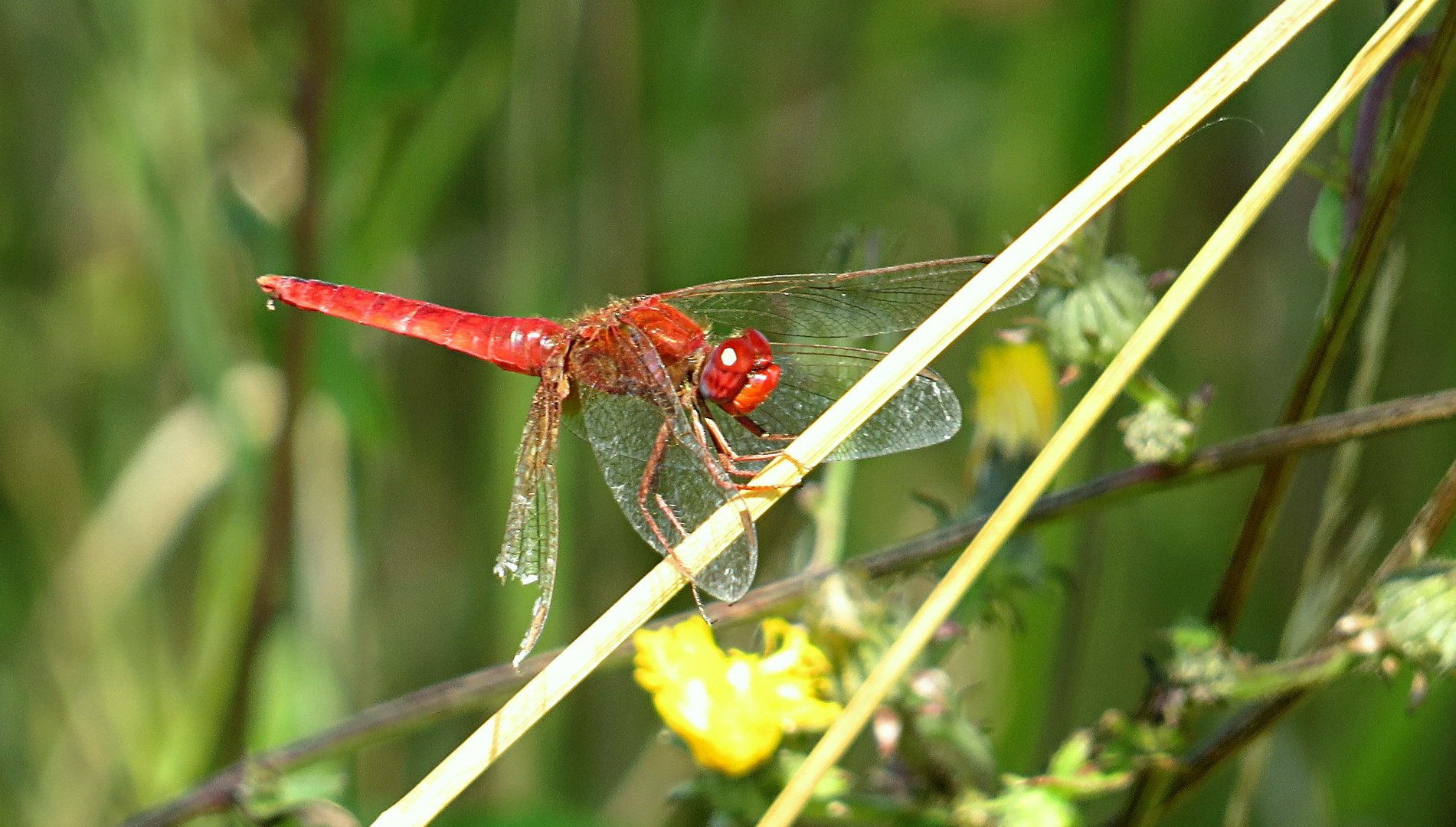 --- Feuerlibelle (Crocothemis erythraea) ---