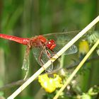 --- Feuerlibelle (Crocothemis erythraea) ---