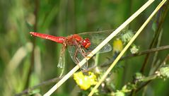 --- Feuerlibelle (Crocothemis erythraea) ---