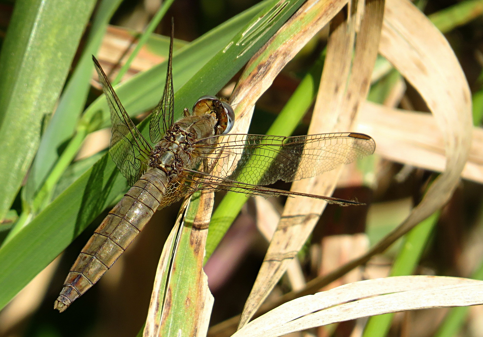 --- Feuerlibelle (Crocothemis erythraea) ---