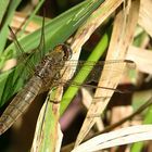 --- Feuerlibelle (Crocothemis erythraea) ---