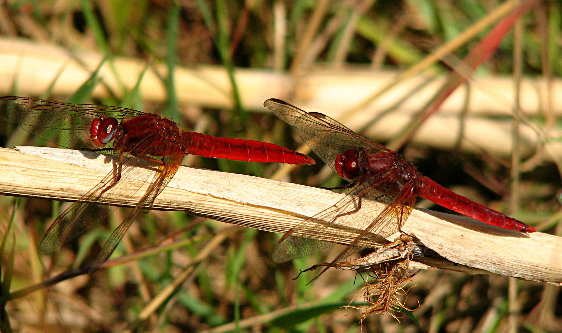 --- Feuerlibelle (Crocothemis erythraea) ---