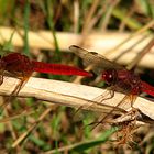 --- Feuerlibelle (Crocothemis erythraea) ---