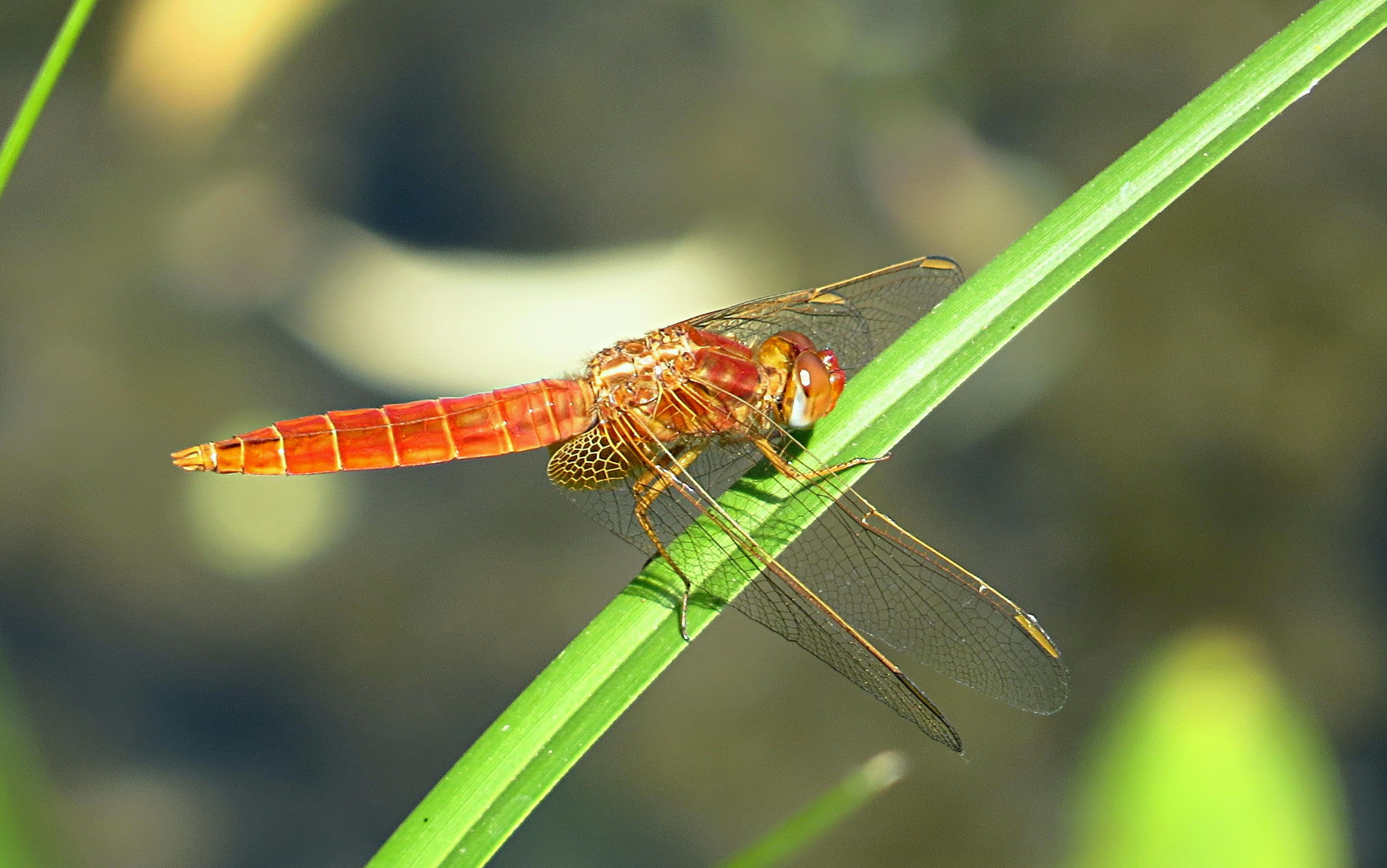 --- Feuerlibelle (Crocothemis erythraea) ---