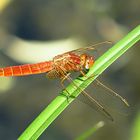 --- Feuerlibelle (Crocothemis erythraea) ---