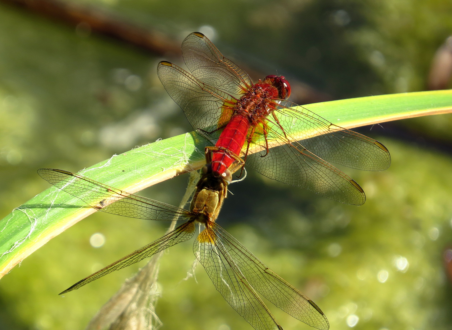 ... Feuerlibelle (Crocothemis erythraea) ...