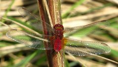 --- Feuerlibelle (Crocothemis erythraea) ---