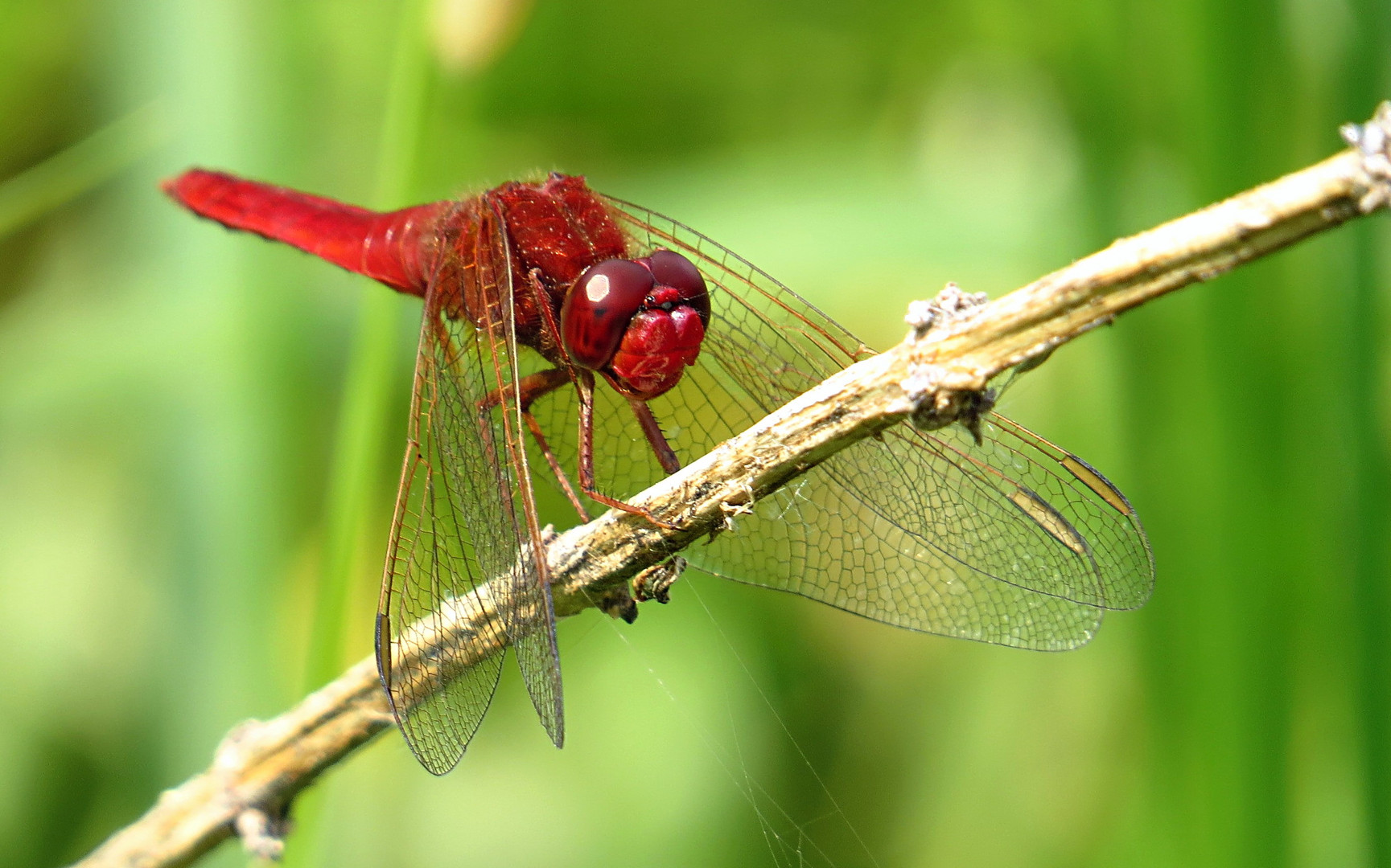 --- Feuerlibelle (Crocothemis erythraea) ---