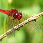 --- Feuerlibelle (Crocothemis erythraea) ---