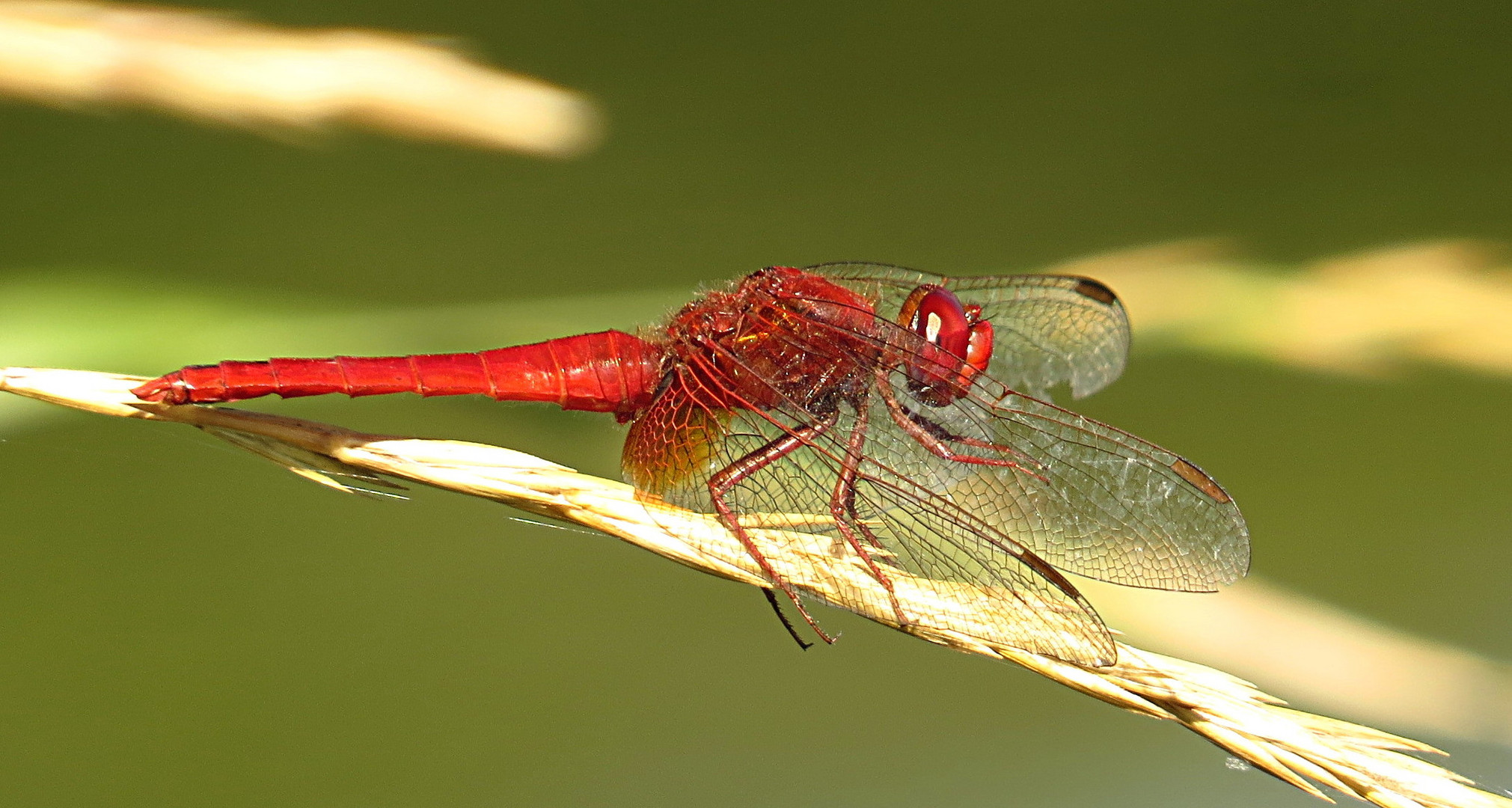 --- Feuerlibelle (Crocothemis erythraea) ---