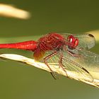 --- Feuerlibelle (Crocothemis erythraea) ---