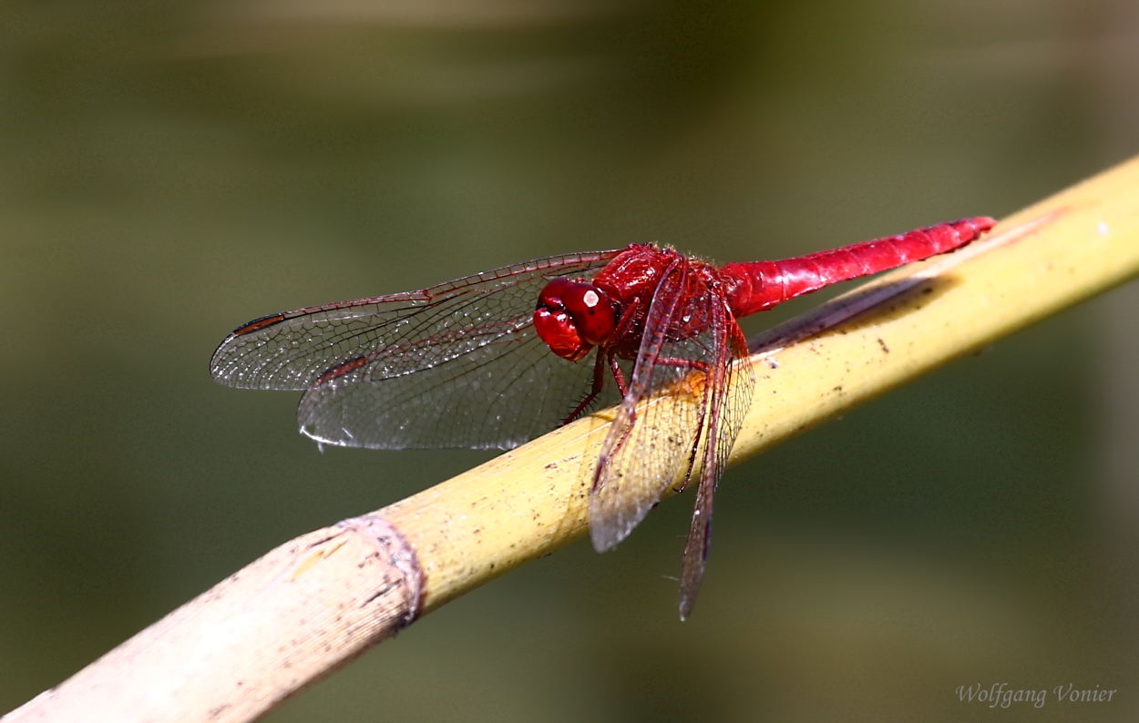 Feuerlibelle, Crocothemis erythraea