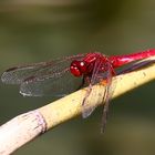 Feuerlibelle, Crocothemis erythraea