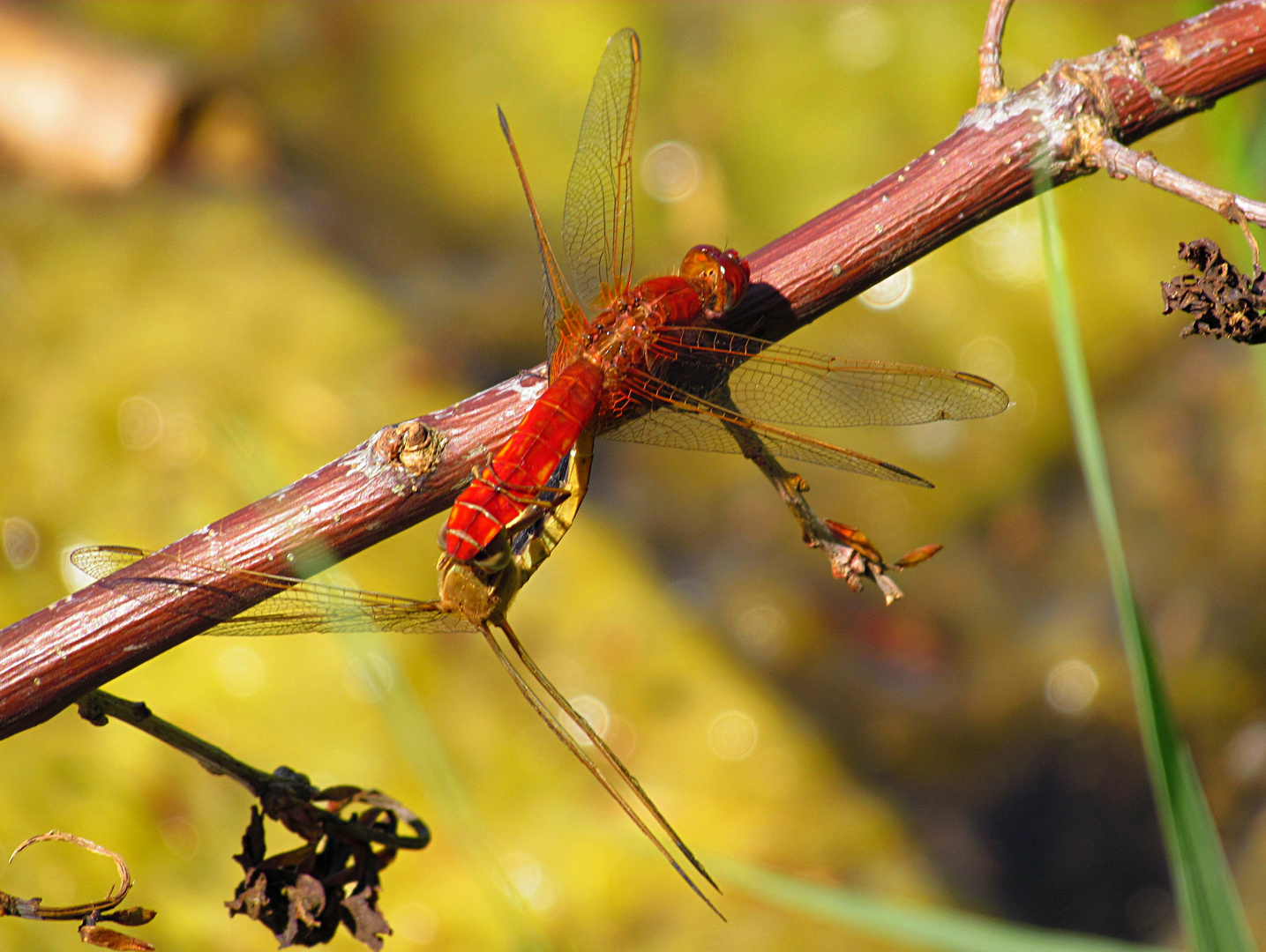 --- Feuerlibelle (Crocothemis erythraea) --- 