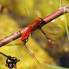 --- Feuerlibelle (Crocothemis erythraea) --- 