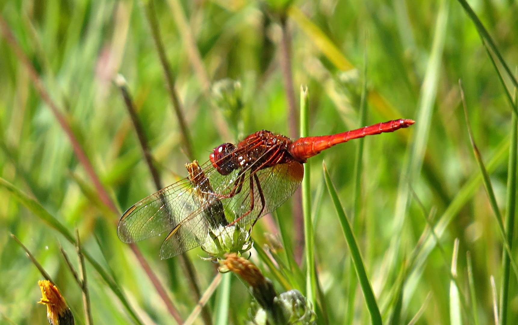 --- Feuerlibelle (Crocothemis erythraea) ---