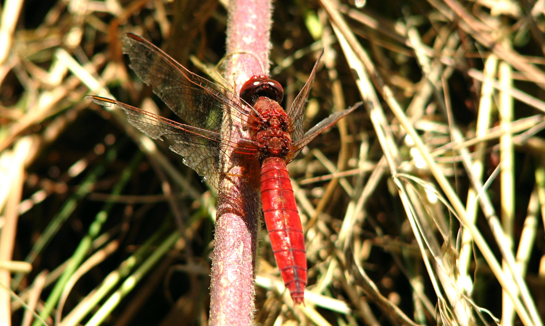 --- Feuerlibelle (Crocothemis erythraea) --- 