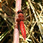 --- Feuerlibelle (Crocothemis erythraea) --- 