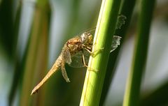 --- Feuerlibelle (Crocothemis erythraea) ---