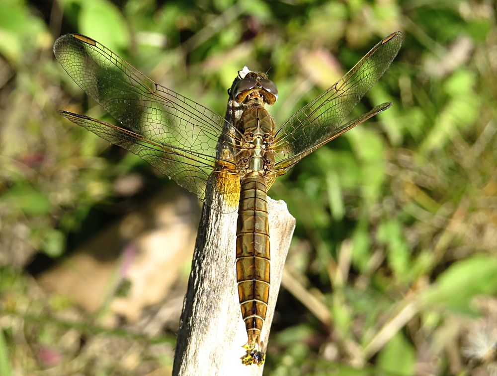 --- Feuerlibelle (Crocothemis erythraea) ---