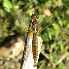 --- Feuerlibelle (Crocothemis erythraea) ---