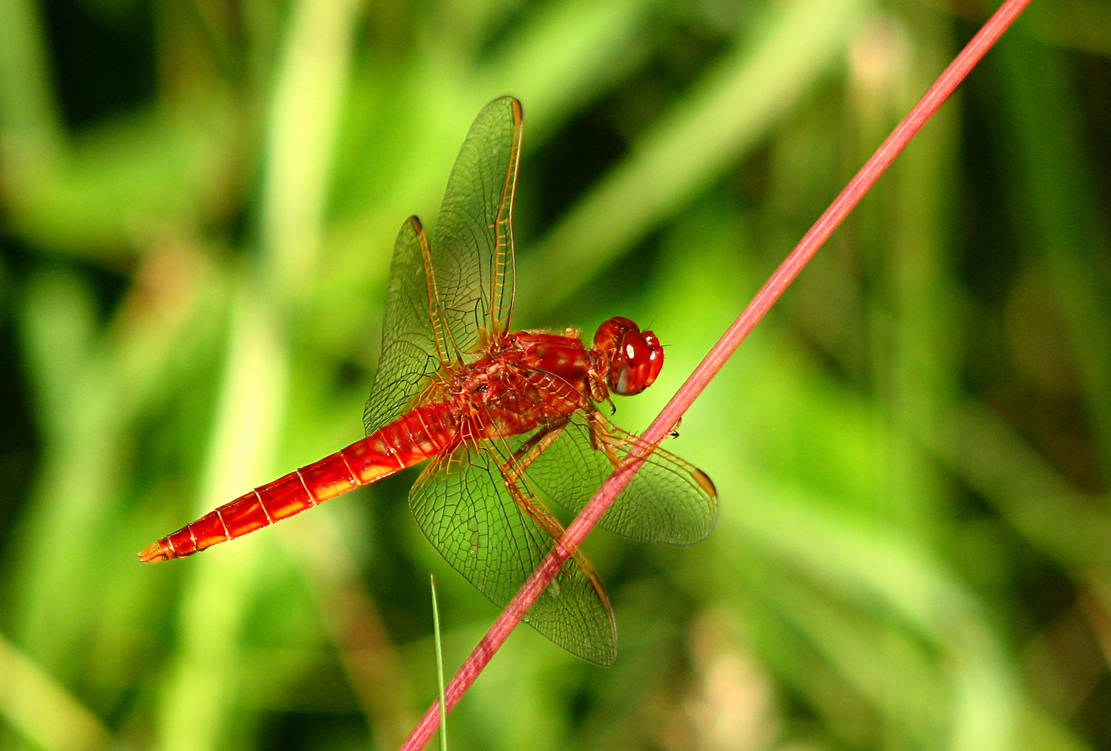 --- Feuerlibelle (Crocothemis erythraea) ---