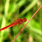 --- Feuerlibelle (Crocothemis erythraea) ---